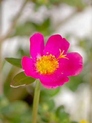 DELICADO NATURAL FLOR
