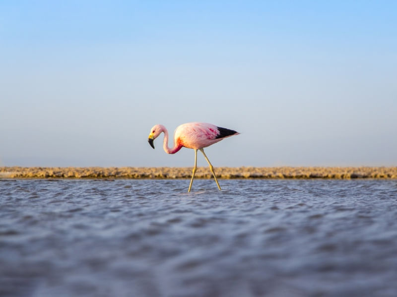 FLAMINGO ROSA EM SEU HABITAT NATURAL | DESERTO DO ATACAMA