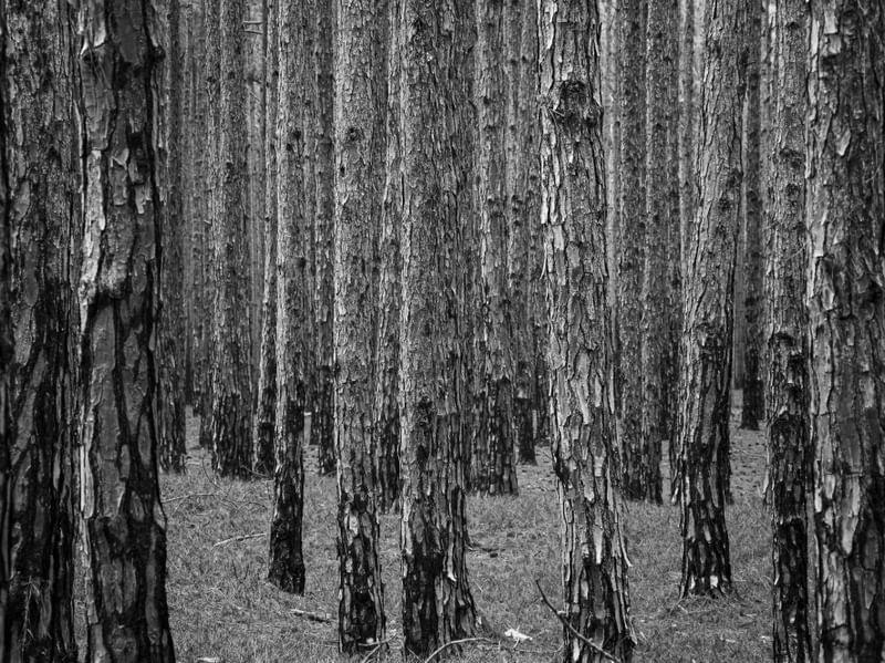 FLORESTA DE PINUS | TRONCOS E PRETO E BRANCO