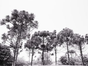 ARAUCARIAS P&B