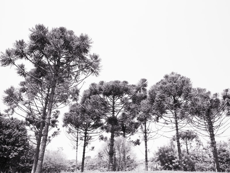ARAUCARIAS P&B