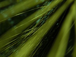 VERDE ABSTRATO - UE