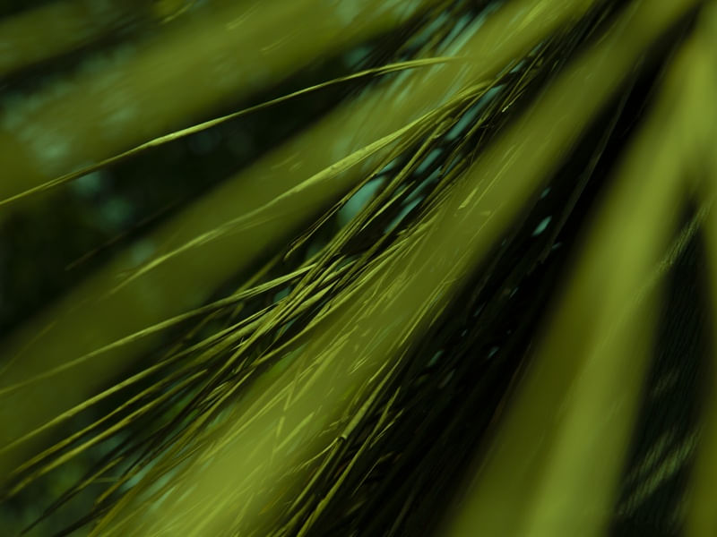 VERDE ABSTRATO - UE