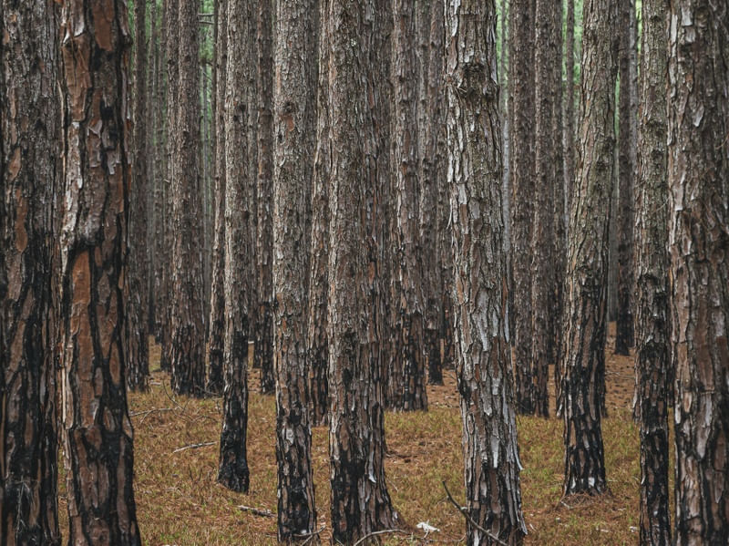 FLORESTA DE PINUS | PADRÃO DE TRONCOS DE ÁRVORES
