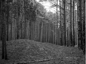 FLORESTA DE PINUS | TRONCOS EM PRETO E BRANCO