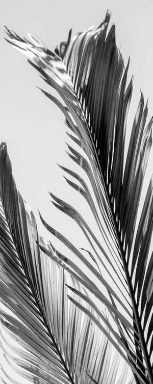 RJ - DÍPTICO 01 PALM