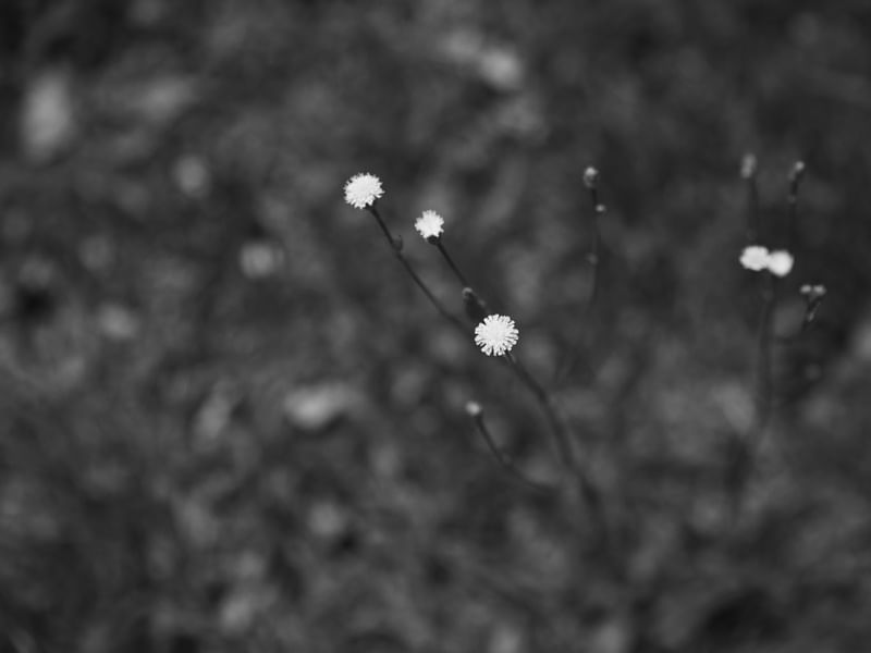 WHITE FLOWERS