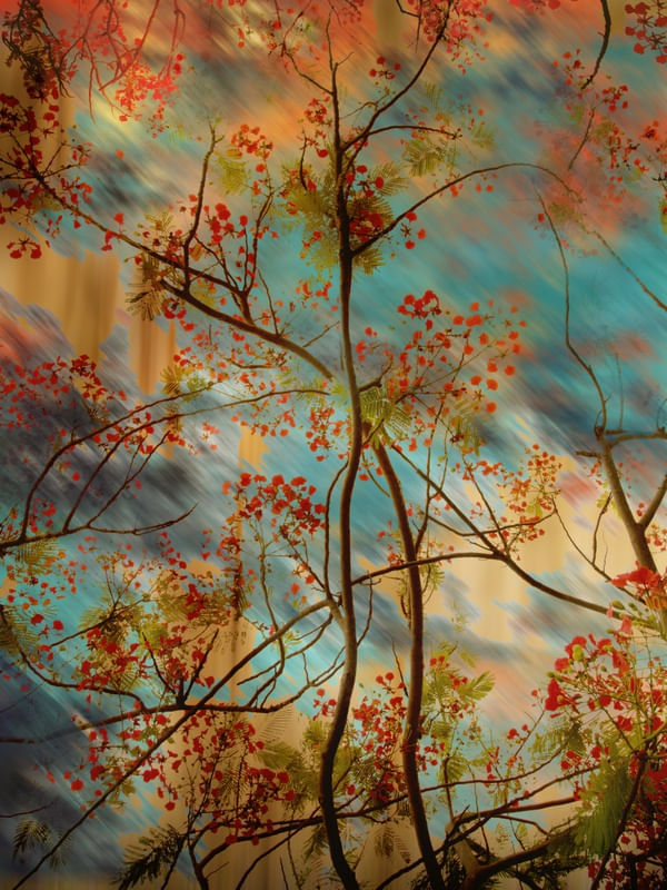 ROSSO FIORI 3