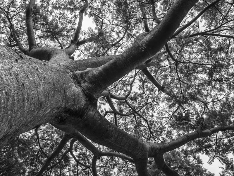 TREE PB - UE