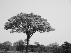 A ÁRVORE - UE