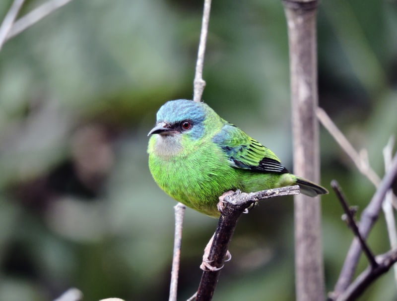 DACNIS CAYANA