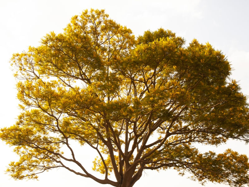 YELLOW TREE - UE