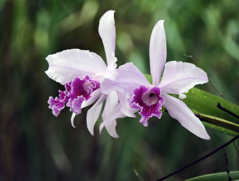 PERRINNI