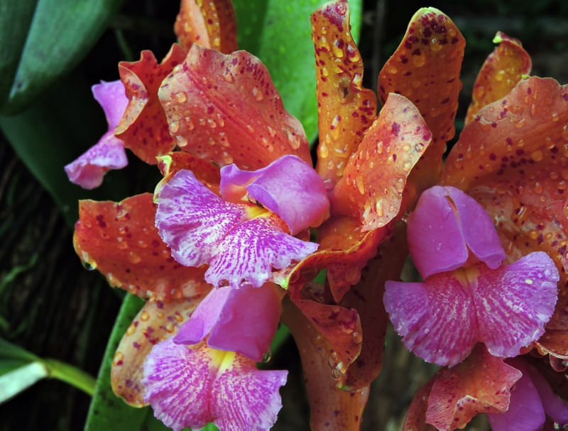 ORQUÍDEA GP
