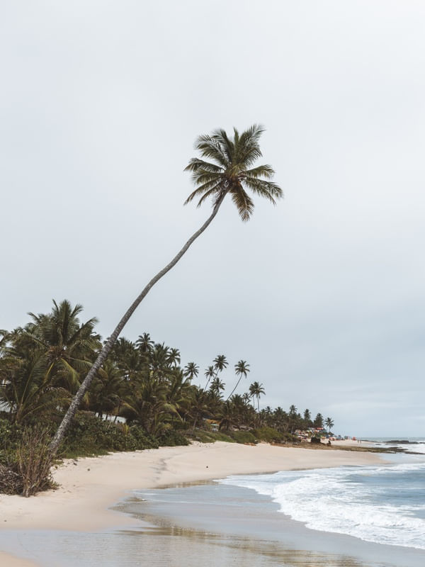 SILENT TROPICAL