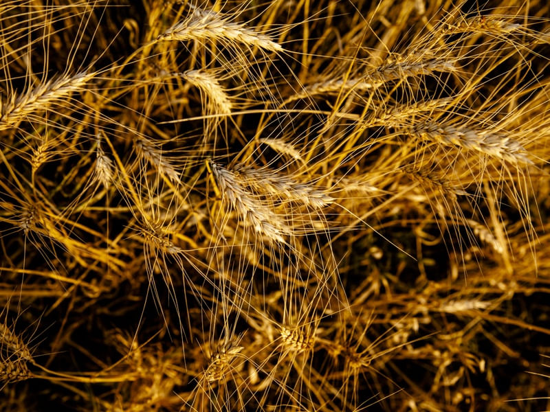 O TRIGO I