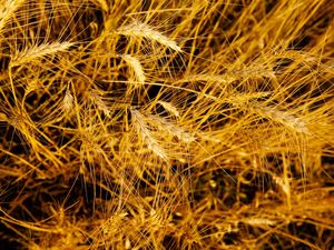 WHEAT II
