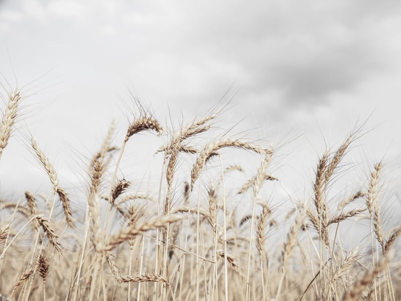 WHEAT