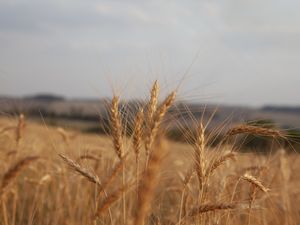 DETALHE TRIGO