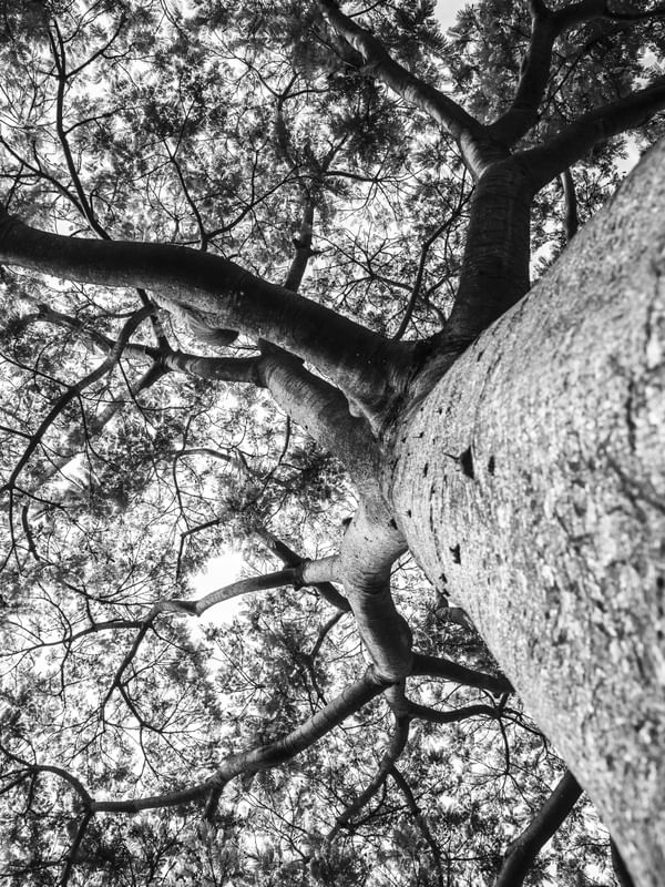 BLACK AND WHITE TREE