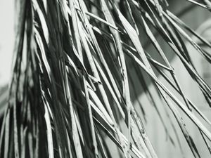 TEXTURAS NATURAIS P&B