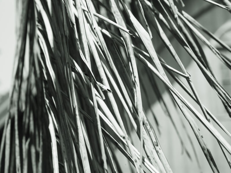 TEXTURAS NATURAIS P&B