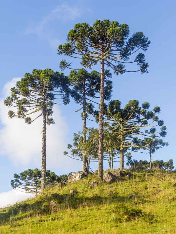 ARAUCÁRIAS NOS CAMPOS DE CIMA DA SERRA