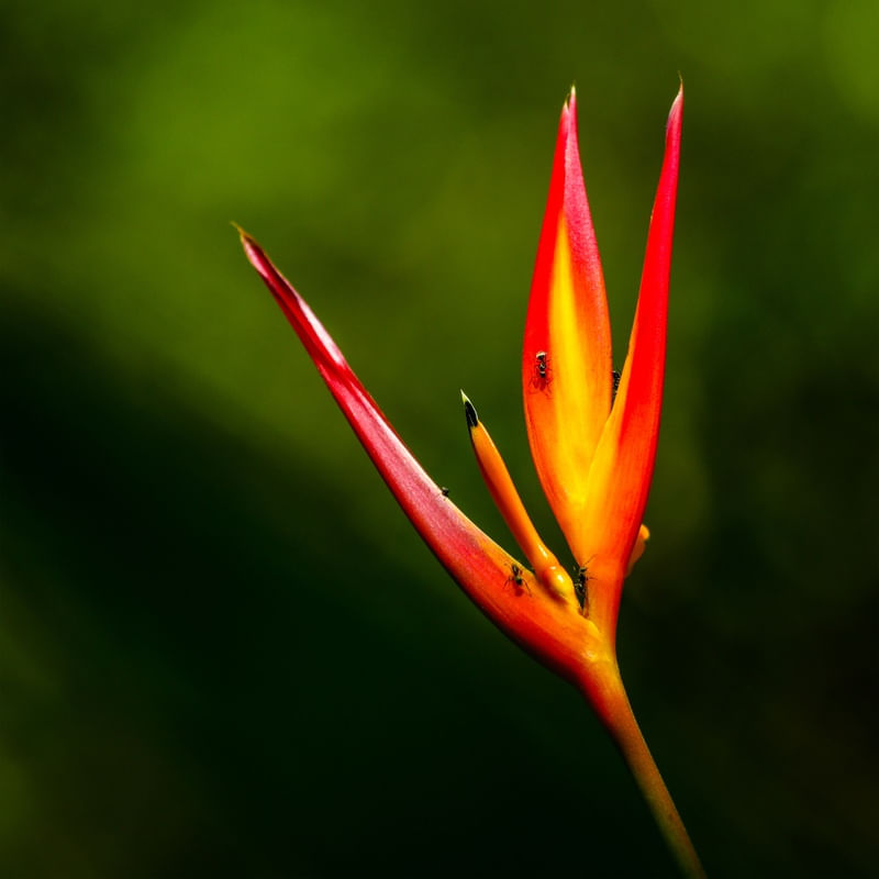 FLOR ESTRELICIA