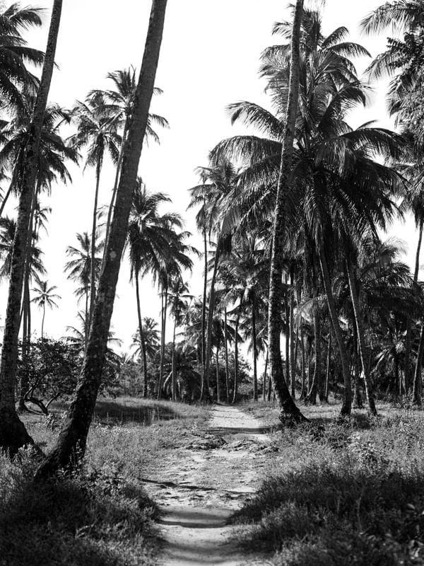 CAMINHO COQUEIRAIS
