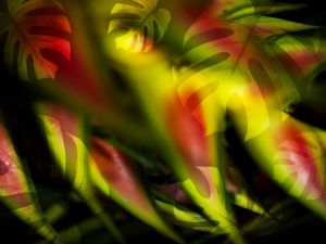 MONSTERA GREEN