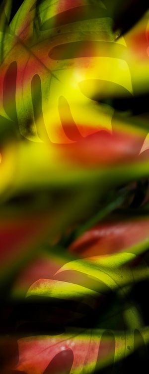 MONSTERA GREEN 3