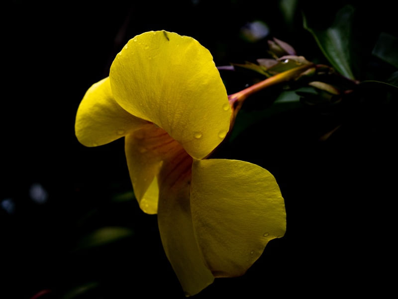 ALAMANDA EM FOCO