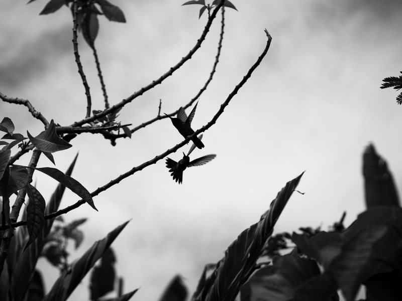 AMANTES NA NATUREZA
