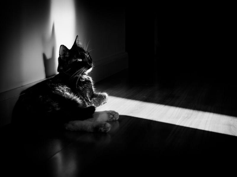 GATO NO FEIXE DE LUZ
