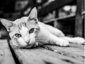 SOSSEGO DO GATO