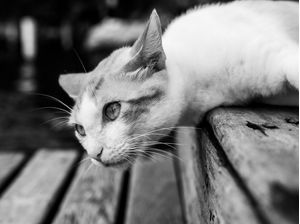 GATO CURIOSO
