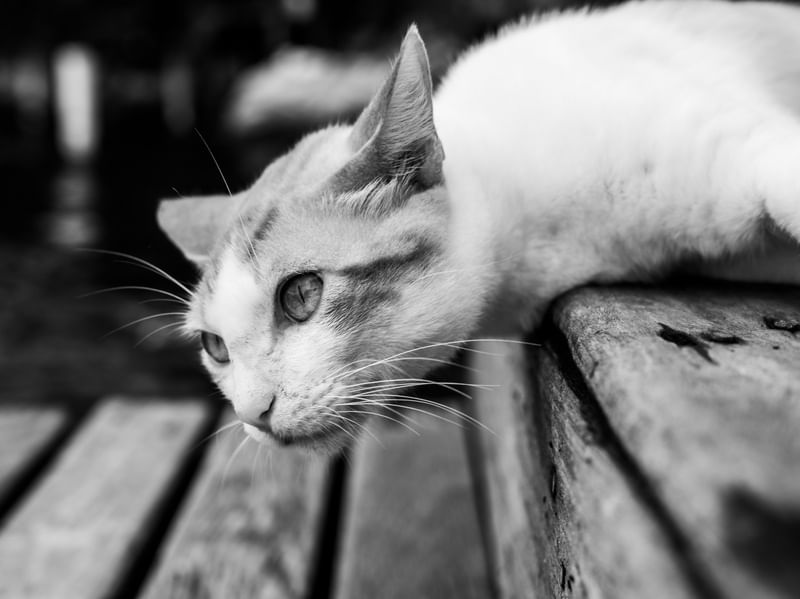 GATO CURIOSO