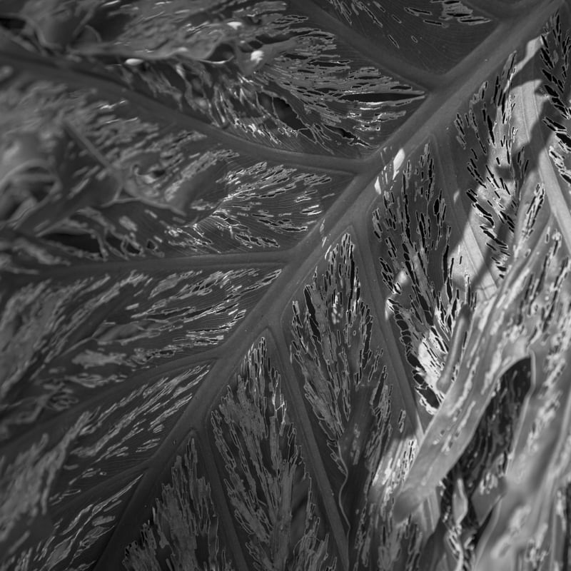 NUANCES CINZAS