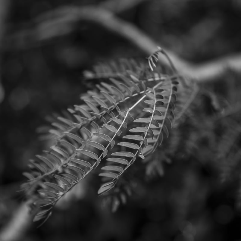 PLANT - CLOSE