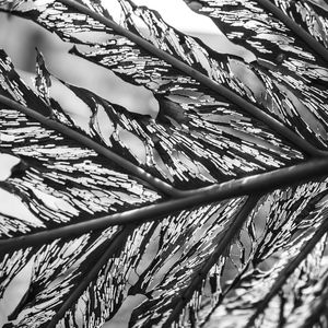 NATURAL E ABSTRATA