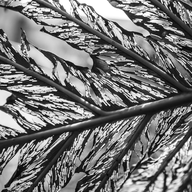 NATURAL E ABSTRATA