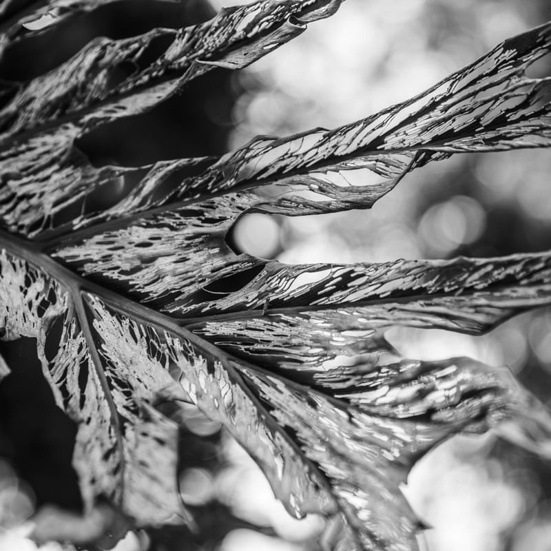 ABSTRATOS NATURAIS