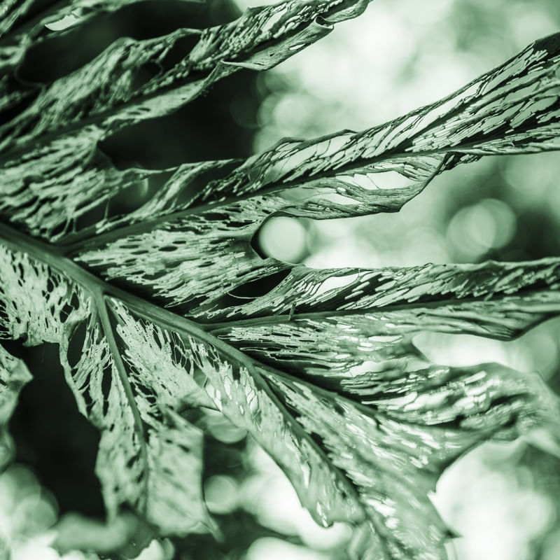 ABSTRATOS NATURAIS I