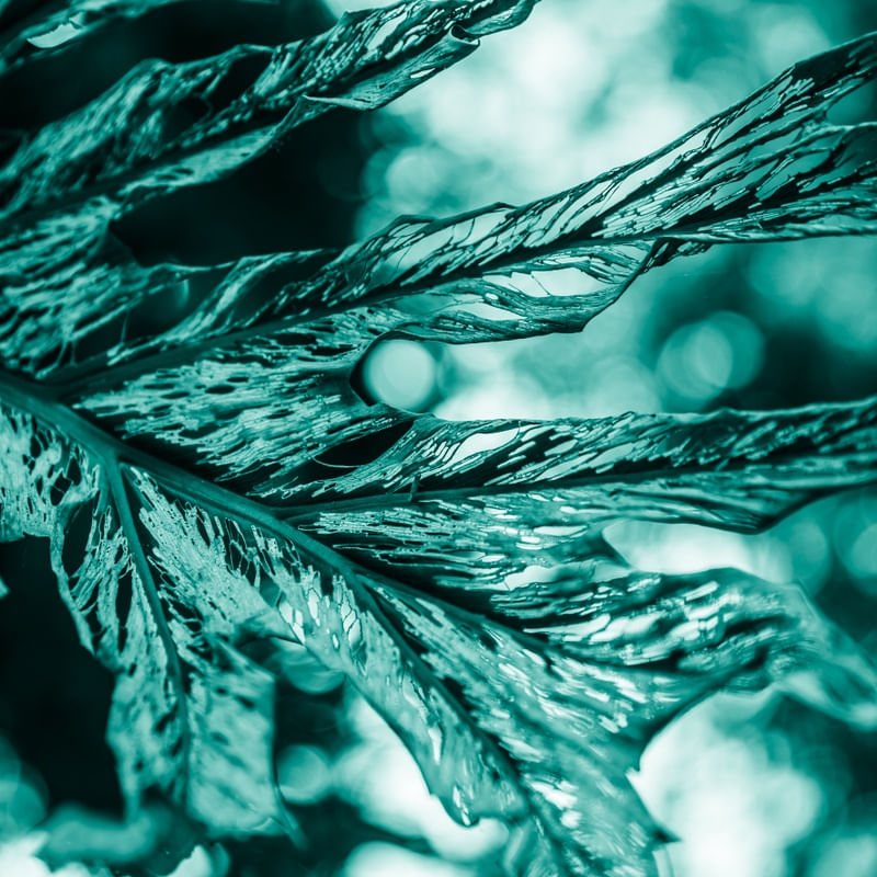 NUANCES VERDES