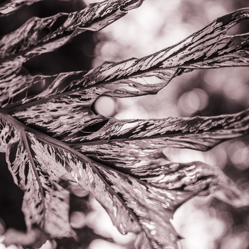 ABSTRATOS NATURAIS II