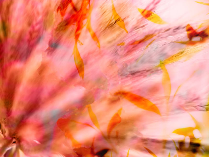 ESPLOSIONE DI FIORI