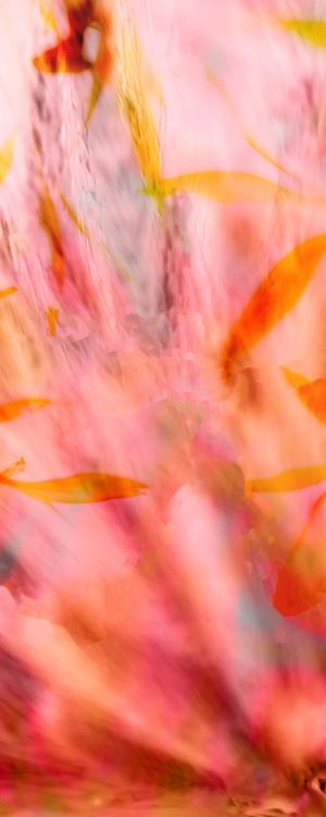 ESPLOSIONE DI FIORI 3