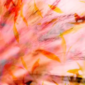 ESPLOSIONE DI FIORI 5