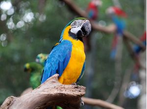 ARARA AZUL / FOZ DO IGUAÇU