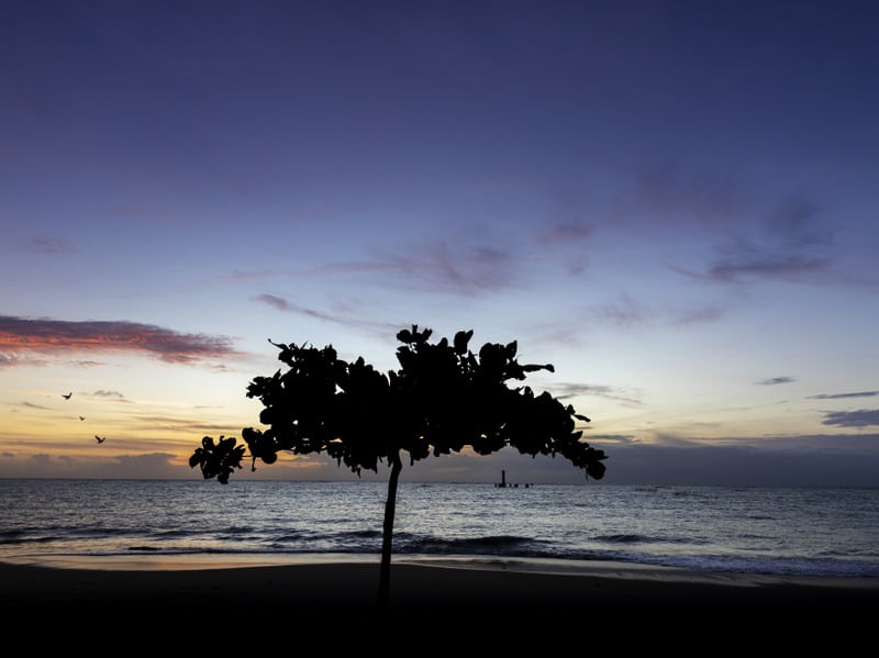 AMANHECER EM PONTA VERDE